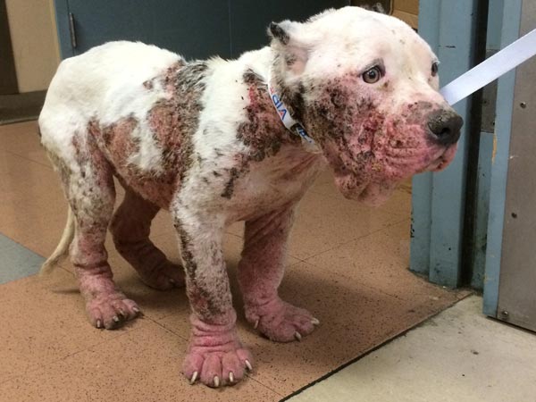 Hình ảnh chú chó bị ghẻ máu demodex ở tình trạng nặng