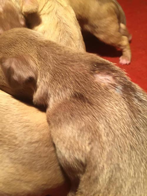 Bạn đang băn khoăn về vết ghẻ trên da của chú cún? Hãy xem hình ảnh chó bị ghẻ và tìm hiểu với chúng tôi phương pháp chữa ghẻ demodex chó hiệu quả, giúp chó của bạn trở lại với làn da khỏe mạnh.