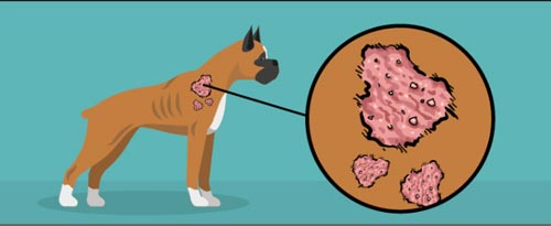 Hình ảnh minh họa chú chó bị ghẻ Demodectic cục bộ từng phần trên cơ thể Hình ảnh minh họa chú chó bị ghẻ Demodectic cục bộ từng phần trên cơ thể